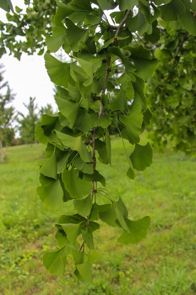 Princeton Sentry Ginkgo (4)