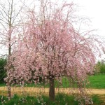 Prunus_subhirtella_Pendula3b