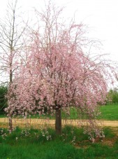 Prunus_subhirtella_Pendula3b