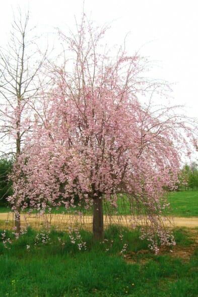 Prunus_subhirtella_Pendula3b