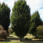 Pyramidal European Hornbeam (1)