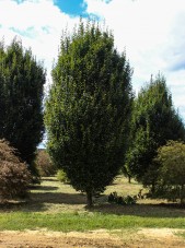 Pyramidal European Hornbeam (1)