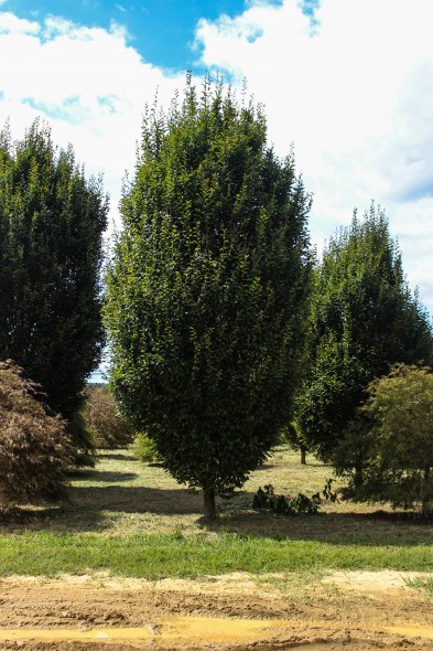 Pyramidal European Hornbeam (1)