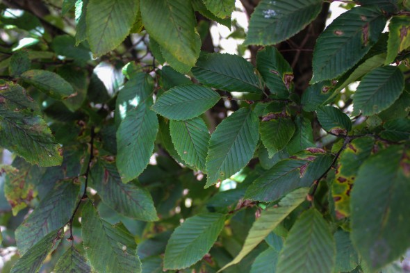 Pyramidal European Hornbeam (2)