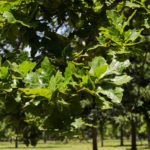 Quercus bicolor - Swamp White Oak_Foliage View