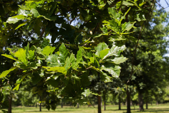 Quercus bicolor - Swamp White Oak_Foliage View