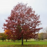 Red Oak