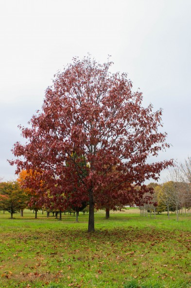 Red Oak