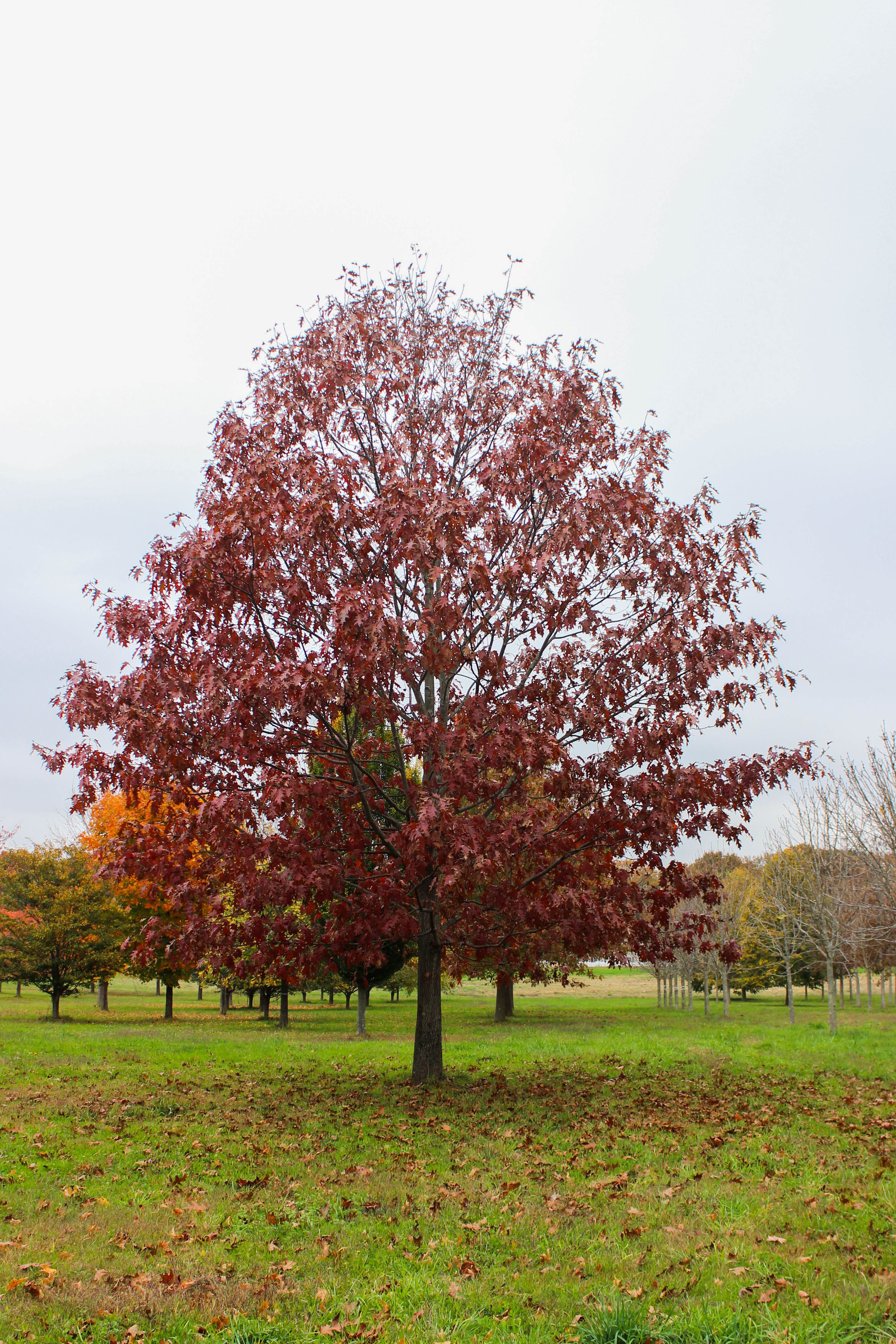 Red heights. Дуб красный Quercus rubra. Дуб красный Quercus rubra 7 метров. Дендрология красный дуб. Дуб краснолистный.