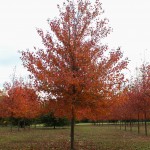 Red Sunset Maple (3)