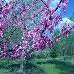 Redbud-2