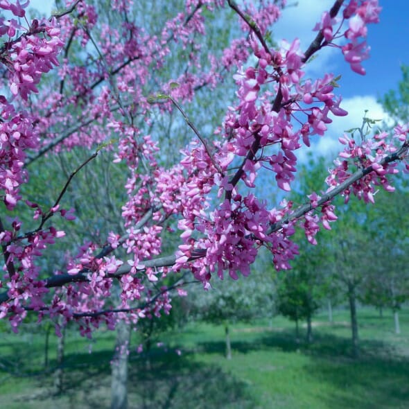 Redbud-2