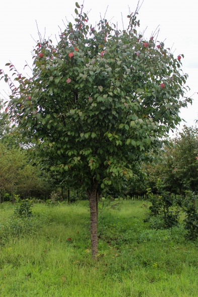 Sargent Cherry (1)