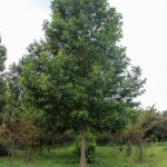 Sawtooth Oak (1)