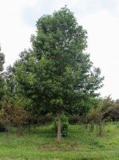 Sawtooth Oak (1)