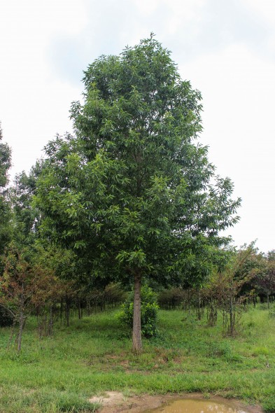 Sawtooth Oak (1)