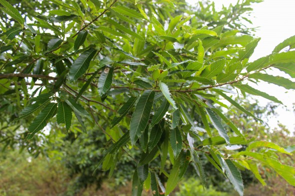 Sawtooth Oak (3)