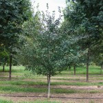 Single-stem Winterking Hawthorn (1)