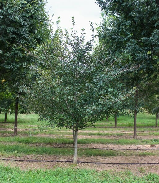 Single-stem Winterking Hawthorn (1)