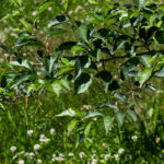 Styrax japonica - Japanese Snowbell_Foliage View