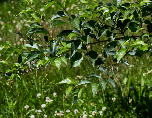 Styrax japonica - Japanese Snowbell_Foliage View