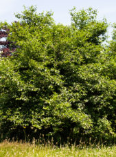 Styrax japonica - Japanese Snowbell_Spring View