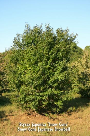 Styrax_japonica_Snow_Cone3b - Halka Nurseries