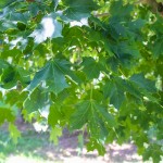 Sugar Maple (2)