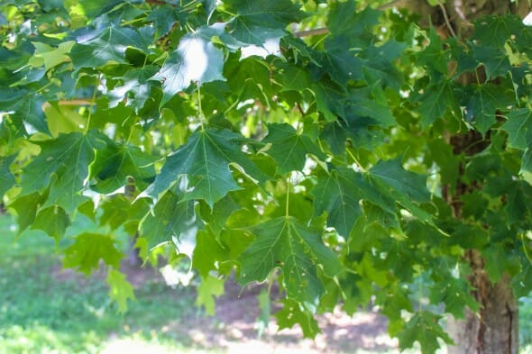 Sugar Maple (2)