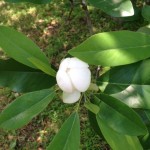 Sweetbay Magnolia 2