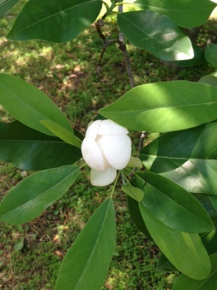 Sweetbay Magnolia 2