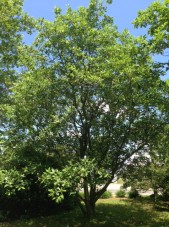 Sweetbay Magnolia tree