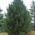 Swiss Stone Pine (1)