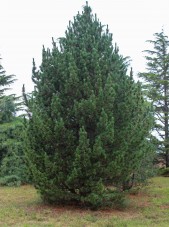 Swiss Stone Pine (1)