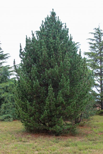 Swiss Stone Pine (1)