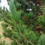 Swiss Stone Pine (4)