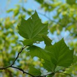 Sycamore foliage_Internet