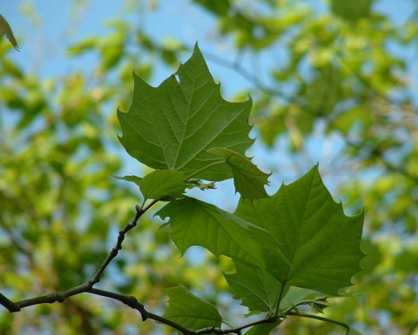 Sycamore foliage_Internet