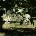 Syringa reticulata - Japanese Tree Lilac_Flower View