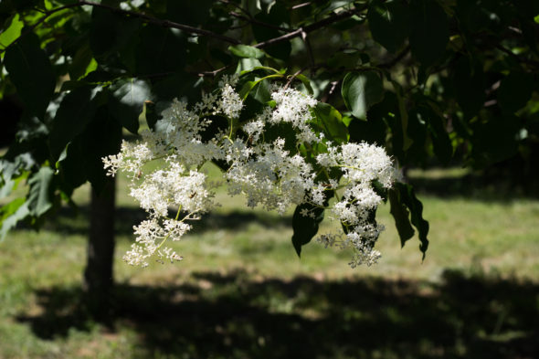 Syringa reticulata - Japanese Tree Lilac_Flower View