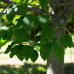 Syringa reticulata - Japanese Tree Lilac_Foliage View