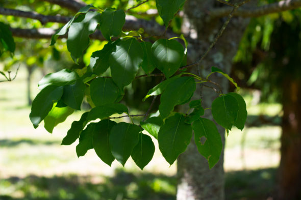 Syringa reticulata - Japanese Tree Lilac_Foliage View