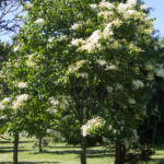 Syringa Reticulata - Japanese Tree Lilac Spring View with bloom
