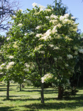 Syringa Reticulata - Japanese Tree Lilac Spring View with bloom