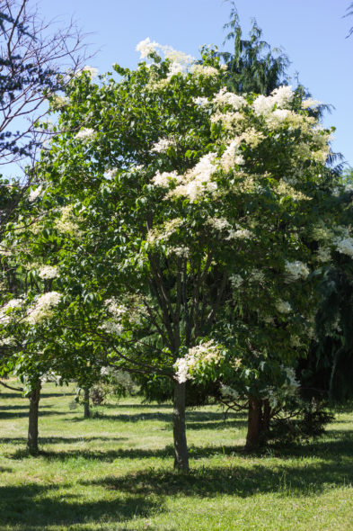 Syringa Reticulata - Japanese Tree Lilac Spring View with bloom