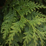 Thuja plicata