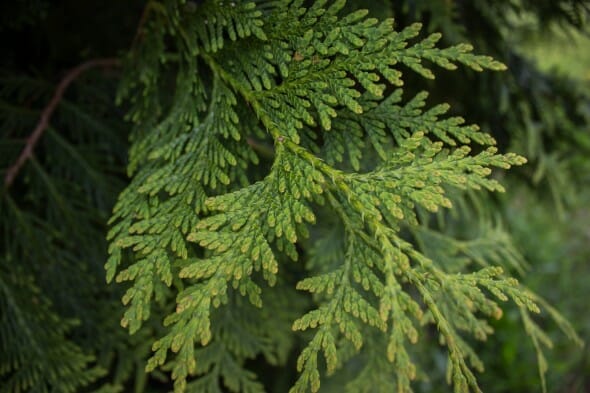 Thuja plicata