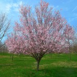 Thundercloud Purple Plum (3)