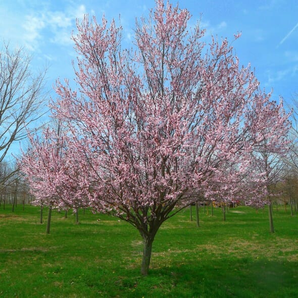 Thundercloud Purple Plum (3)
