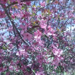 Thundercloud plum (2)
